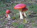 Paddenstoelen 8